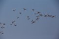Mixed Ducks 2016-02-13_8 (1)